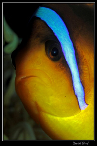 close portrait of a clownfish :-D by Daniel Strub 